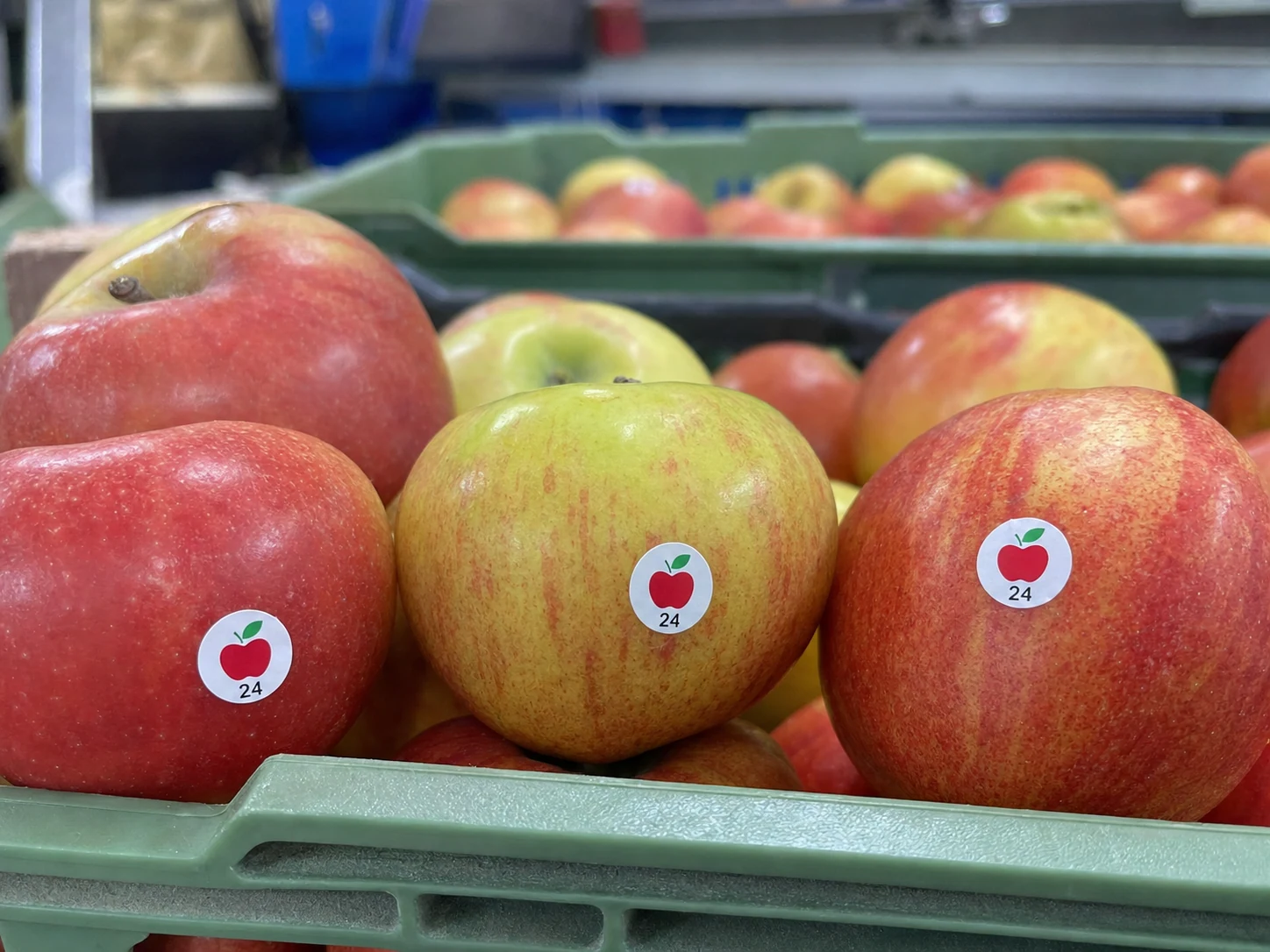 Äpfel in einer Kiste mit realistisch kleinen Kennzeichnungsaufklebern